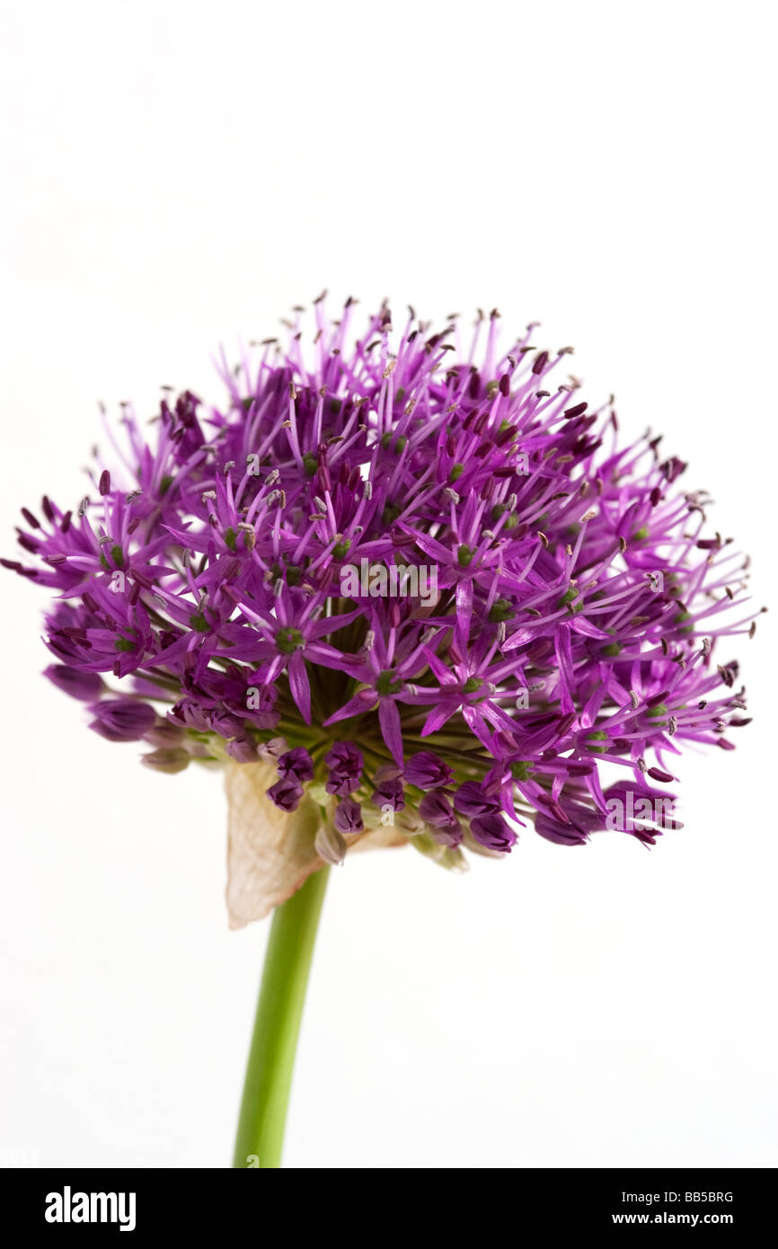Alium flower Stock Photo