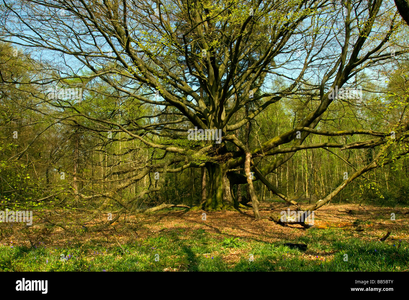 Ancient Beech Tree in Spring Stock Photo Alamy