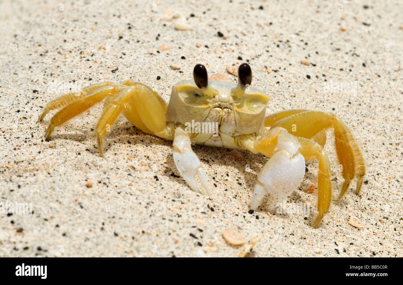 Closeup of a Bright Beach Crab with Black Eyes on White Coral Sand, Grenada, Caribbean Stock