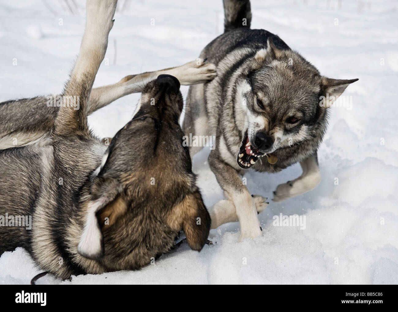 Dogs playing in the snow. Stock Photo