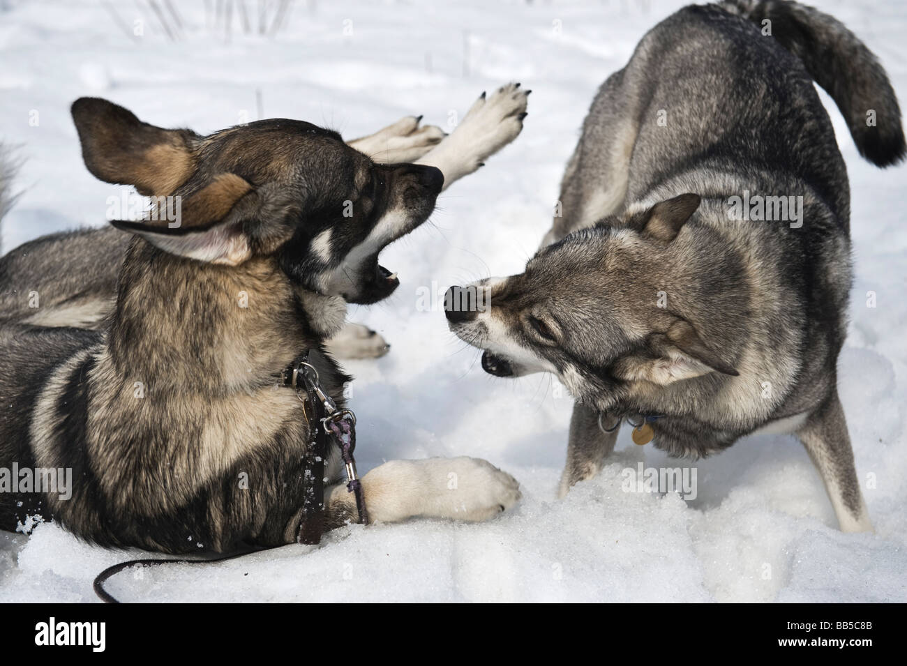 Dogs playing in the snow. Stock Photo