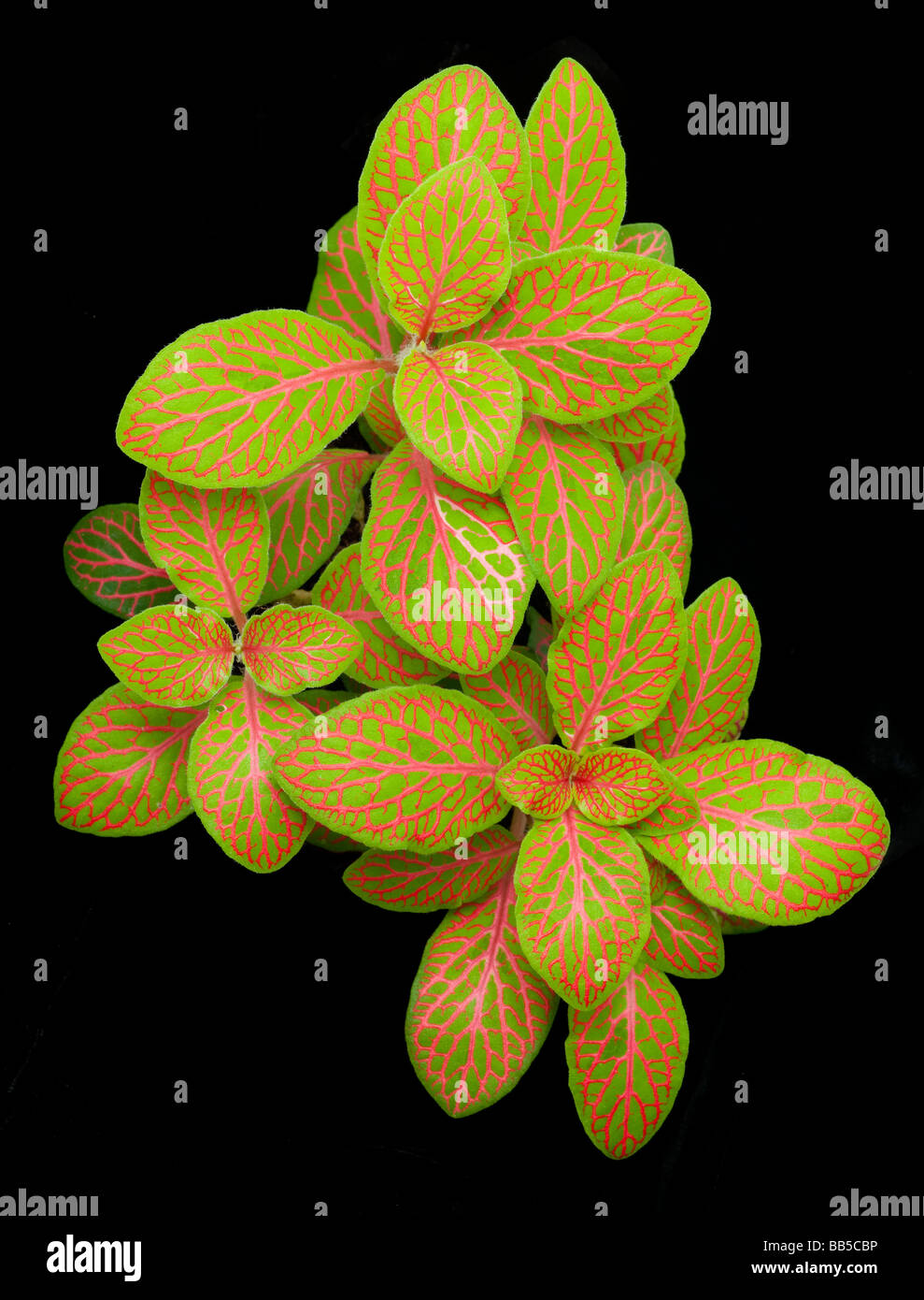 Fittonia leaf detail showing red and green patterning Stock Photo
