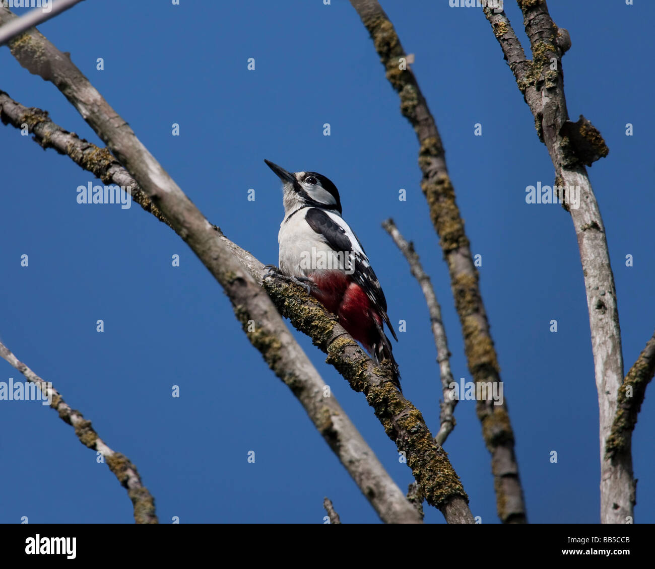 Great Spotted Woodpecker (Dendrocopos major) sitting up in a tree Stock Photo