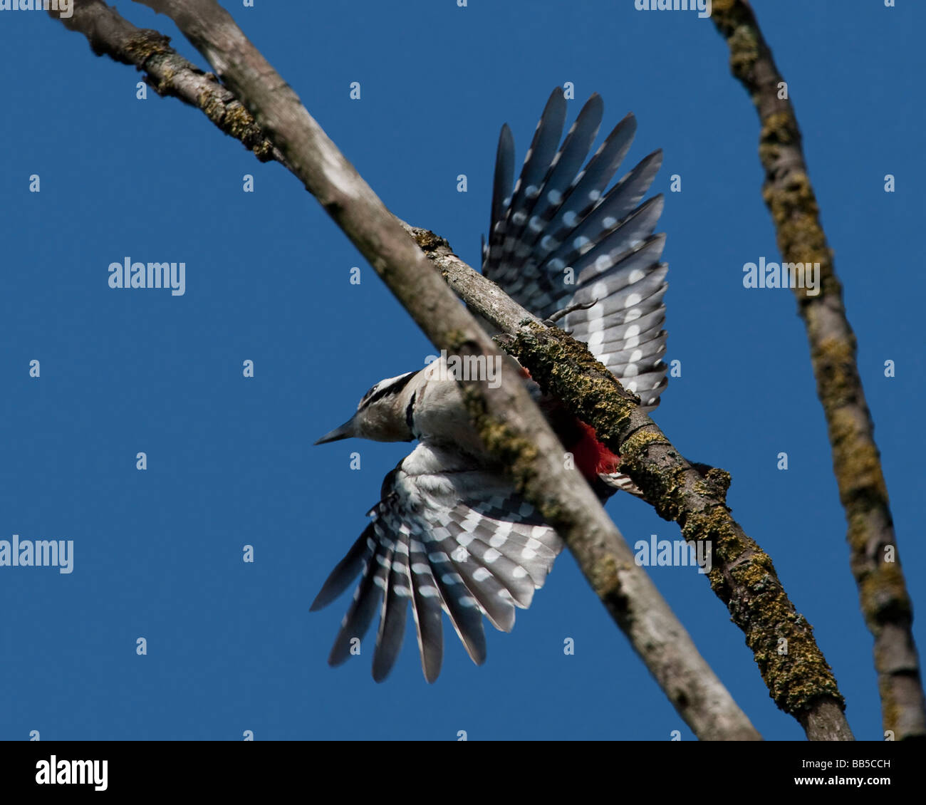 Great Spotted Woodpecker (Dendrocopos major) taking off from tree Stock Photo
