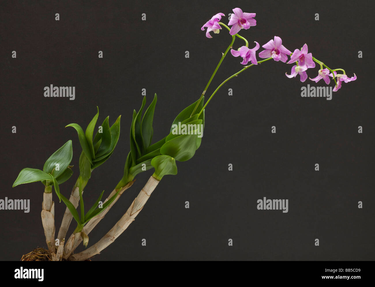 Pink orchid, Dendrobium compactum Stock Photo