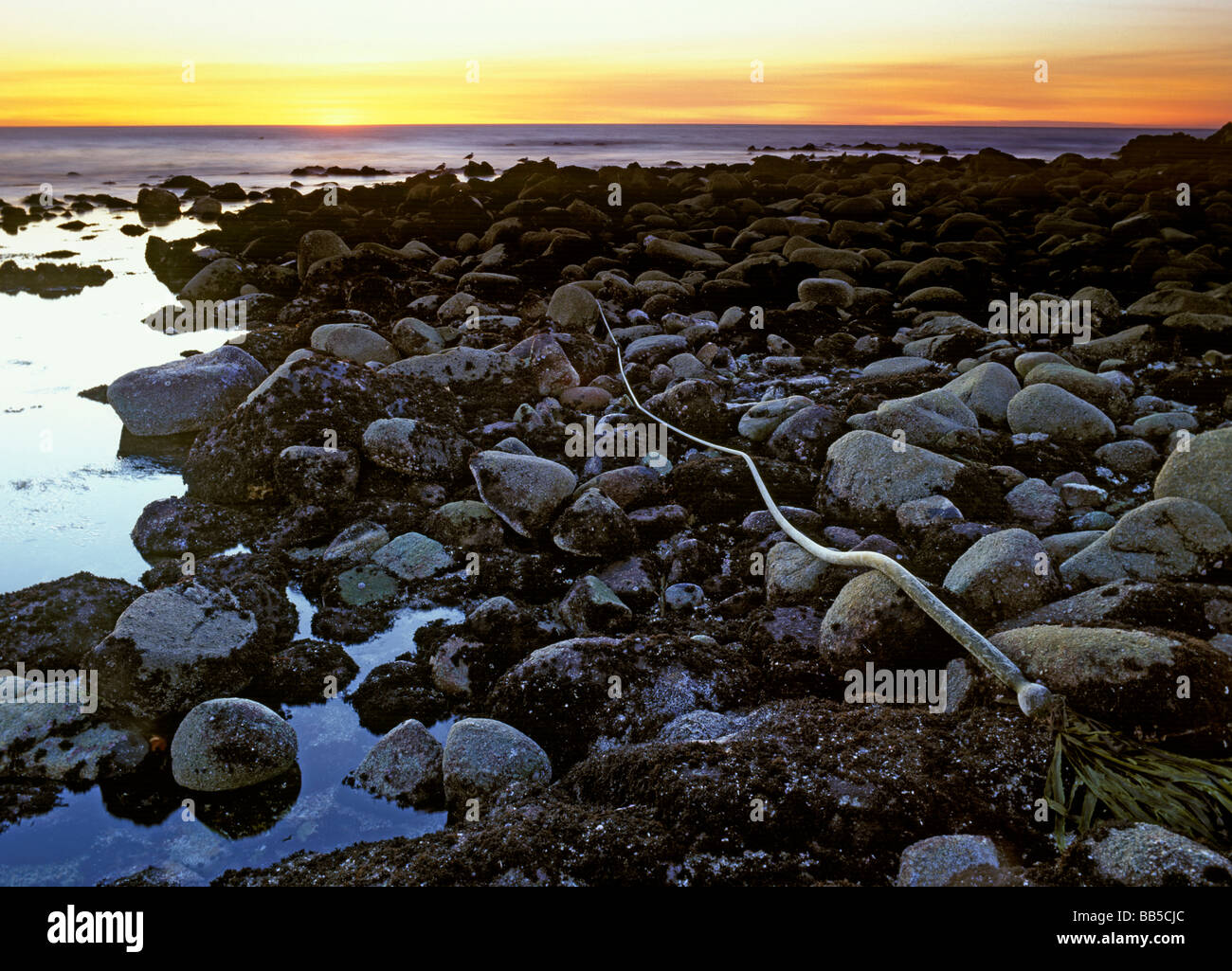 Rocky intertidal habitat at sunset Stock Photo