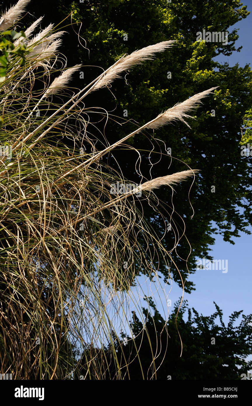 Pampas grass composed against tree and sky Stock Photo