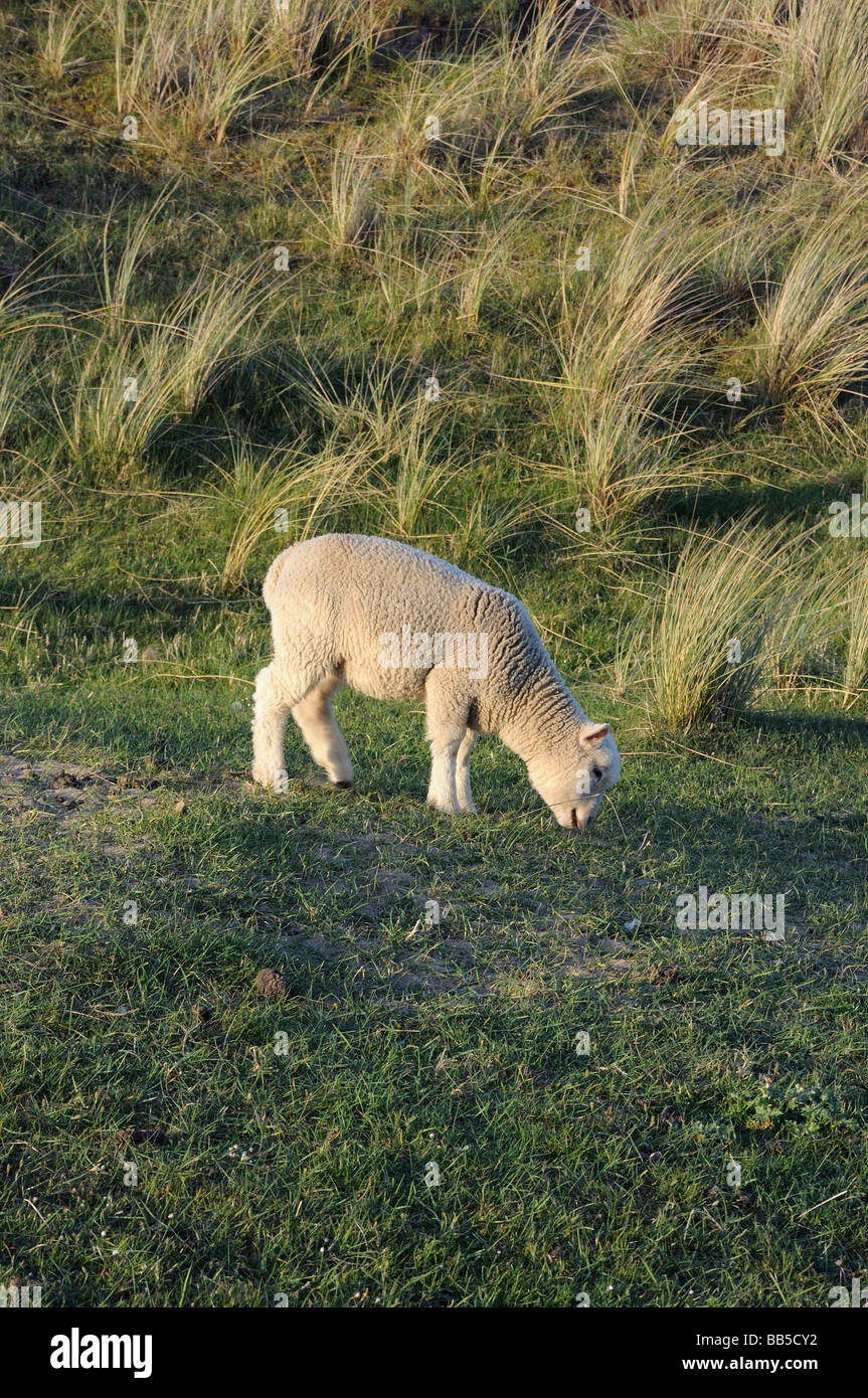 Grazing lamb Stock Photo