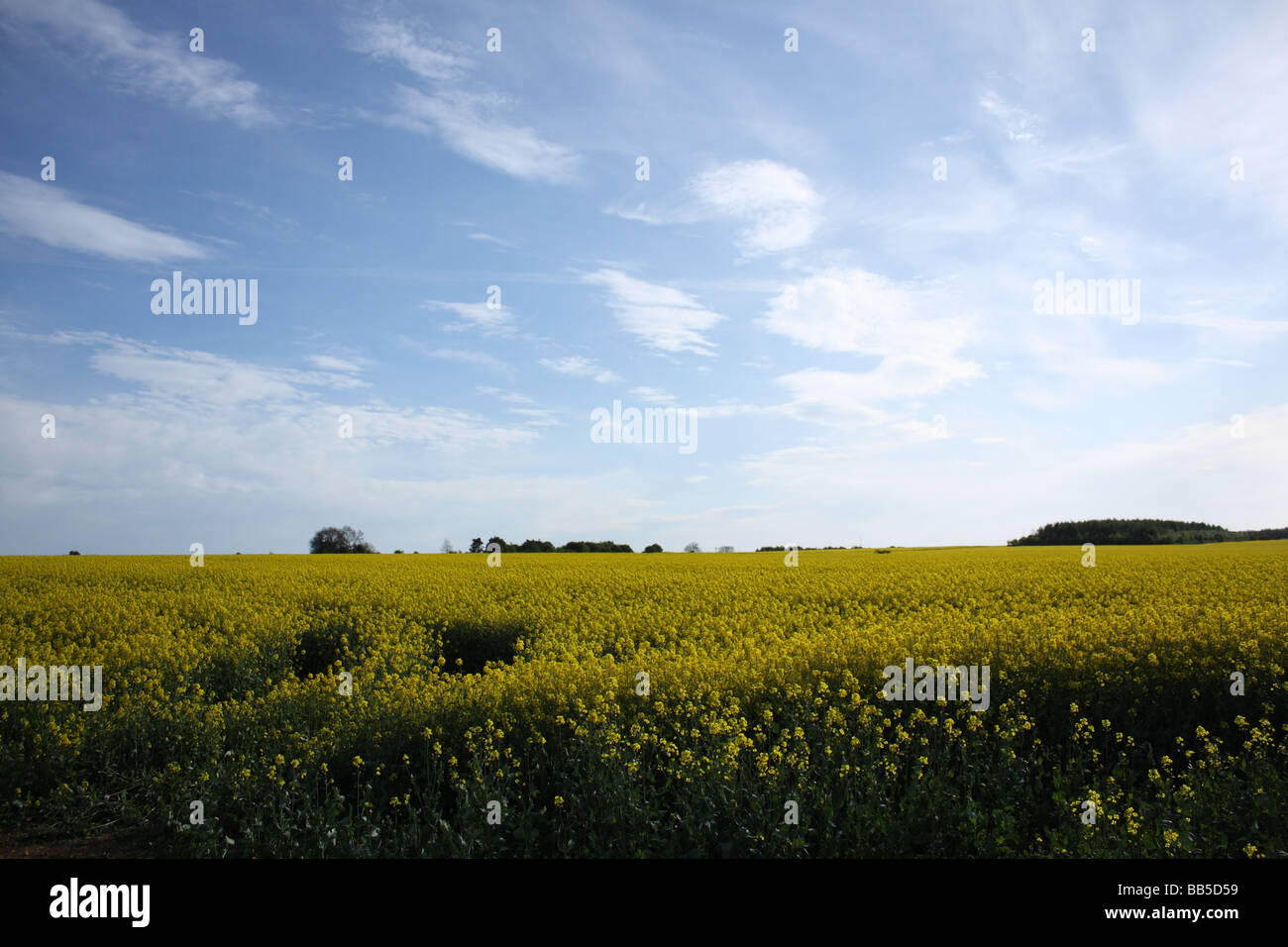Field of Gold. Stock Photo