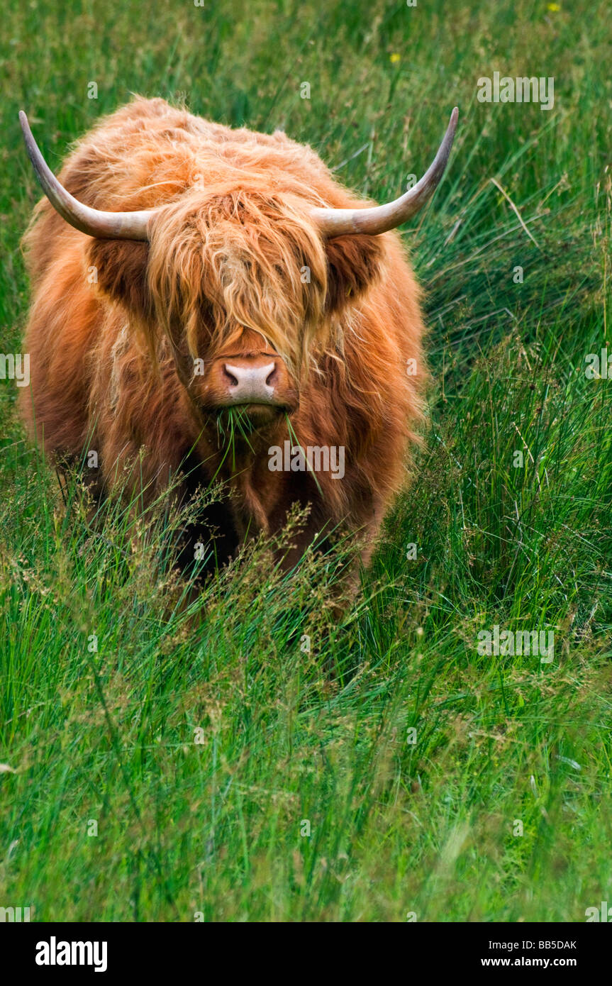 A Highland cow grazing in a field in the Glencoe region of Scotland ...