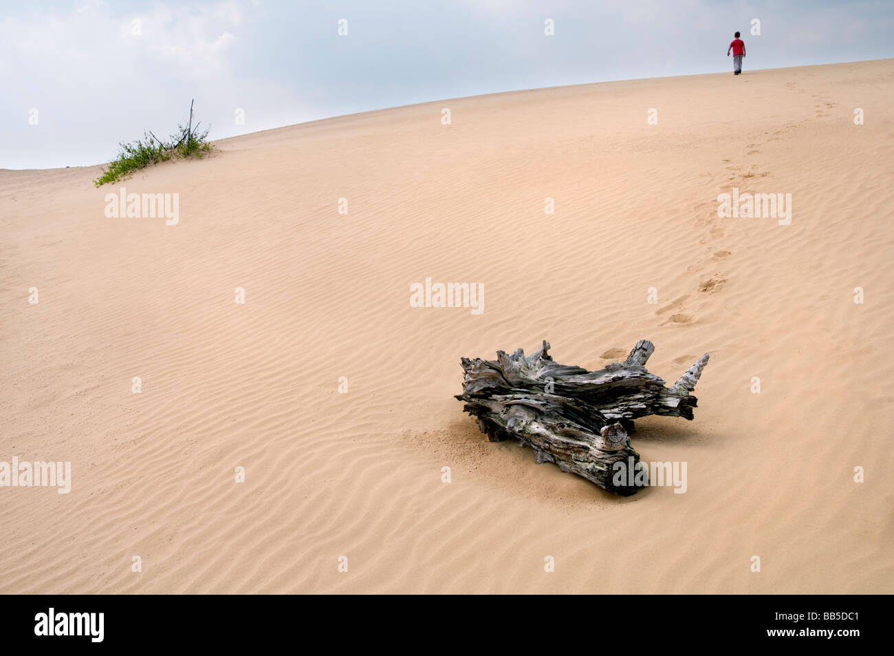 A boy walking on a sand dune in a national park in the Netherlands