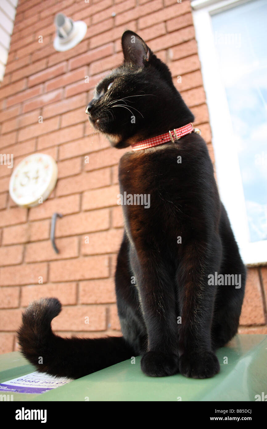 The Posing Black Cat. Stock Photo