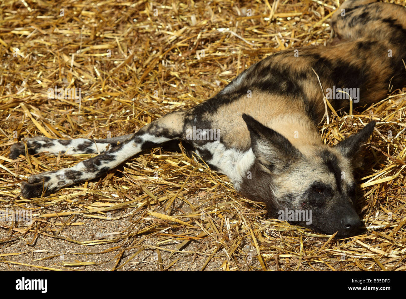 Page 3 Sleeping Wolf Wild High Resolution Stock Photography And Images Alamy
