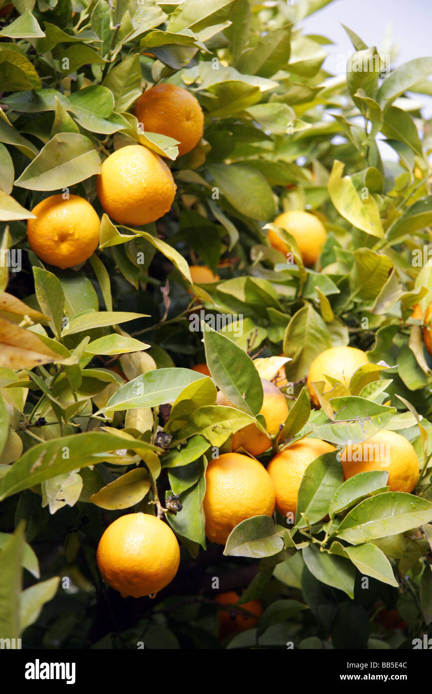 Spanish orange tree Stock Photo Alamy