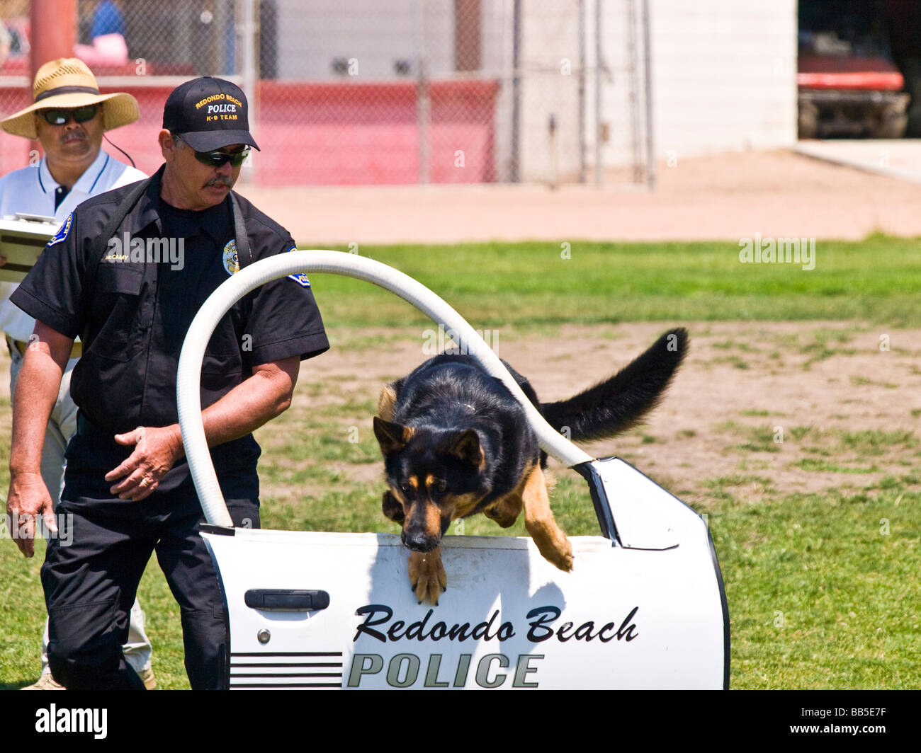 German Shepard police dog jumps through car window as handler and judge look on Stock Photo Alamy
