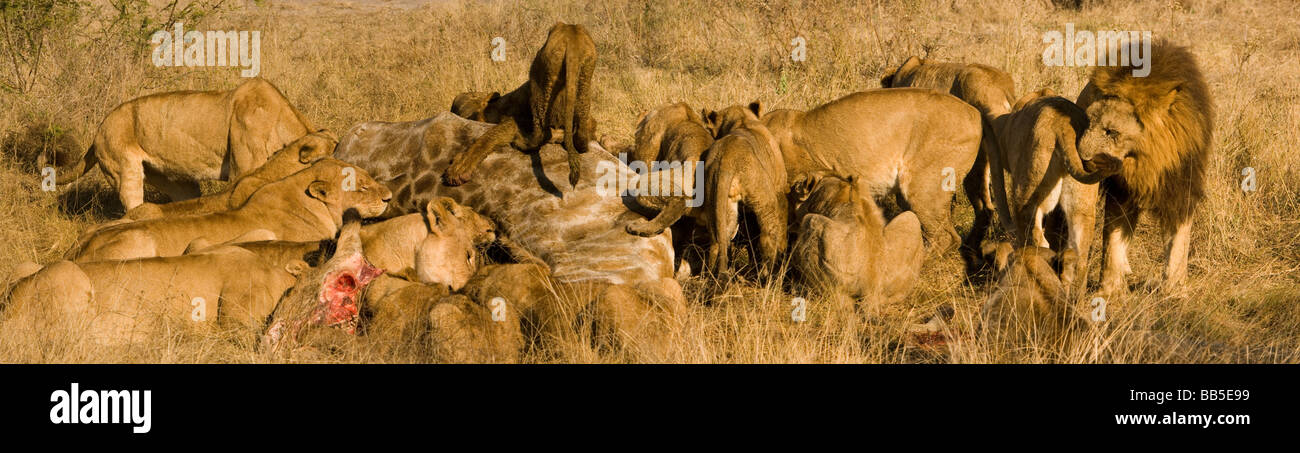 Close up Panorama large Lion pride in Okavango Delta Botswana feeding on recent kill, includes females cubs and a male lion with pride Stock Photo