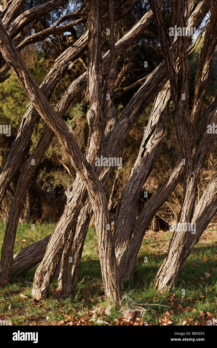 Grove of trees Stock Photo Alamy