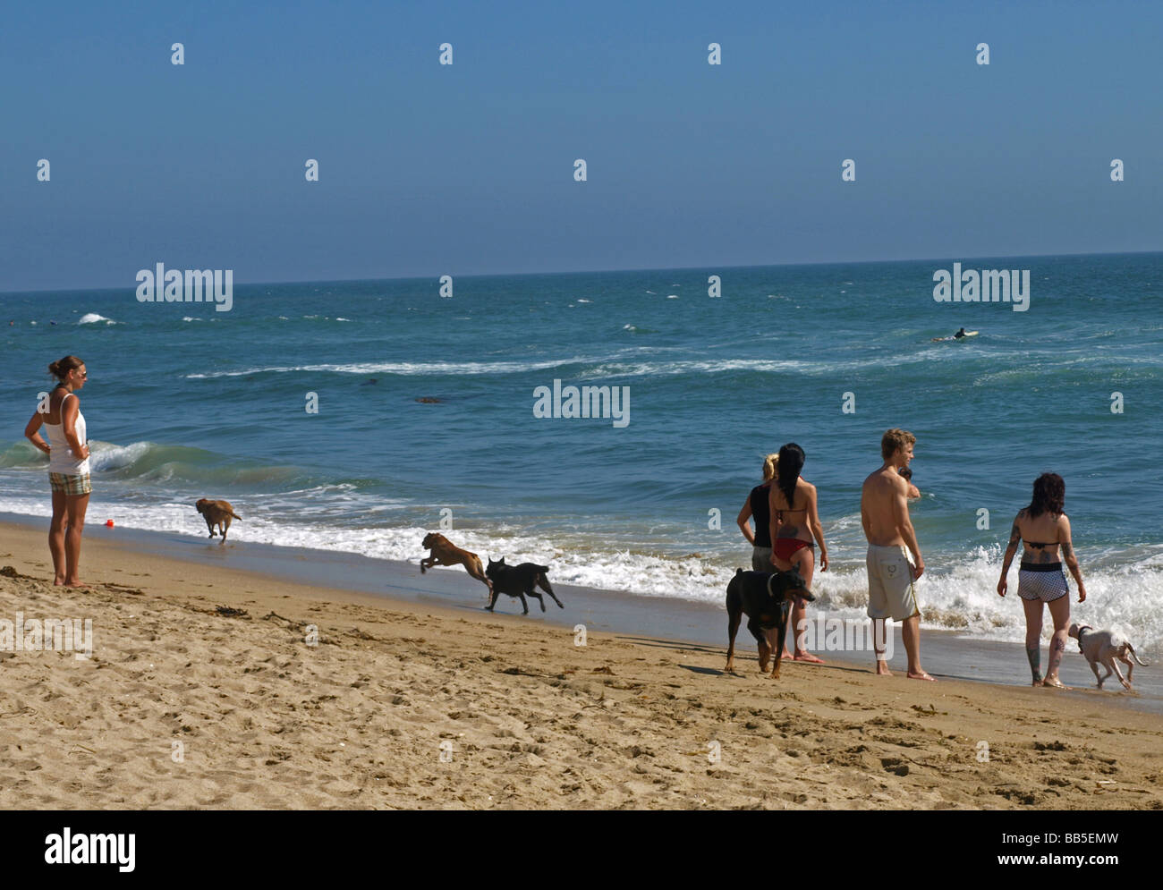 Dog beach California, where dogs are allowed, owners people and many