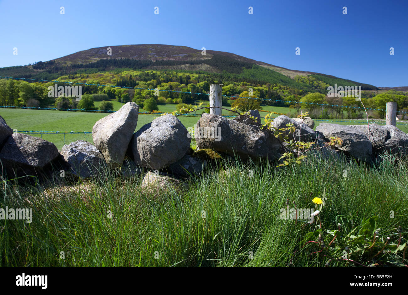 hedge and dry stone wall field boundary beneath Slieve Gullion mountain in the ring of gullion south county armagh Stock Photo