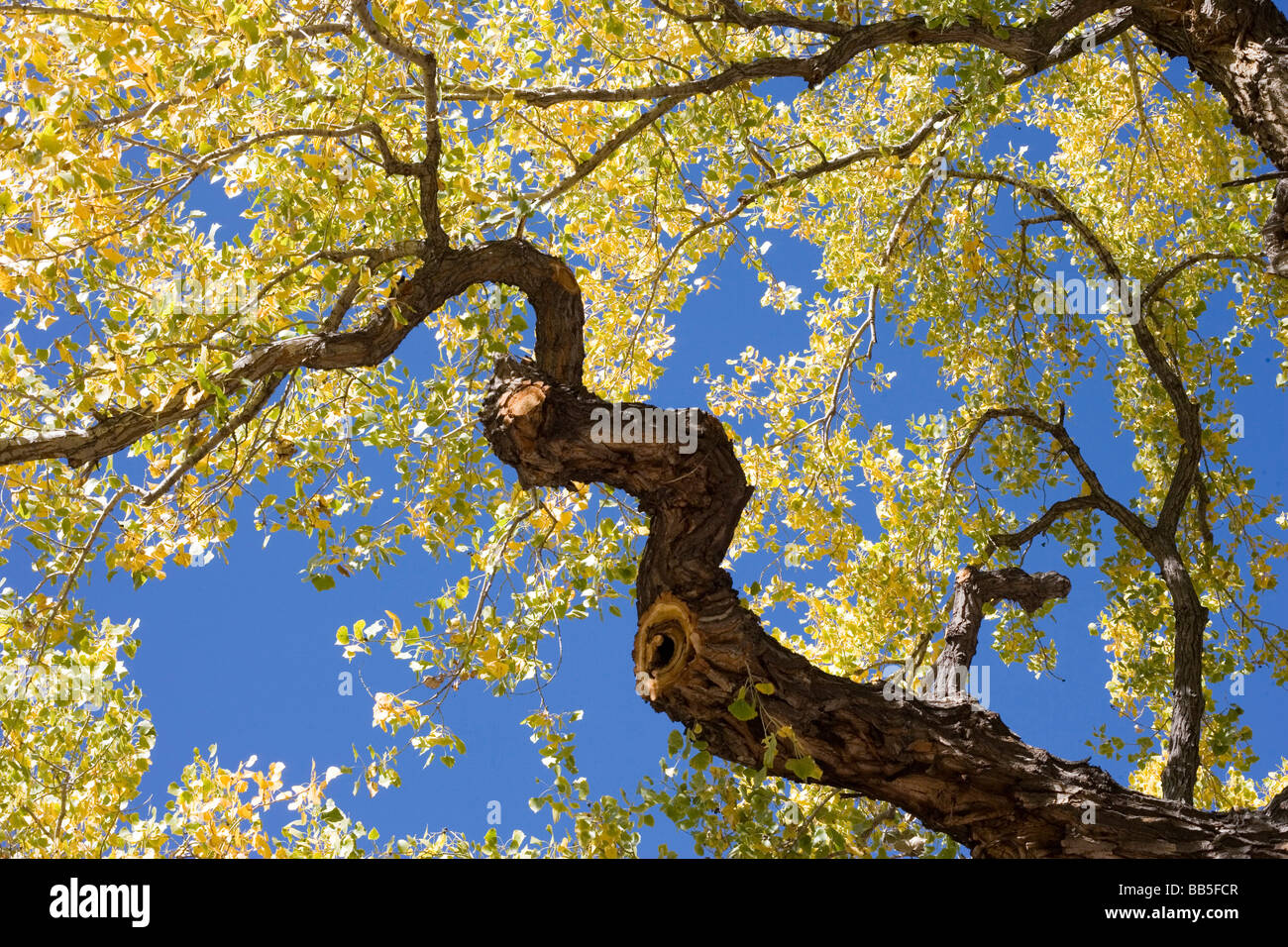 Old cottonwood tree hires stock photography and images Alamy