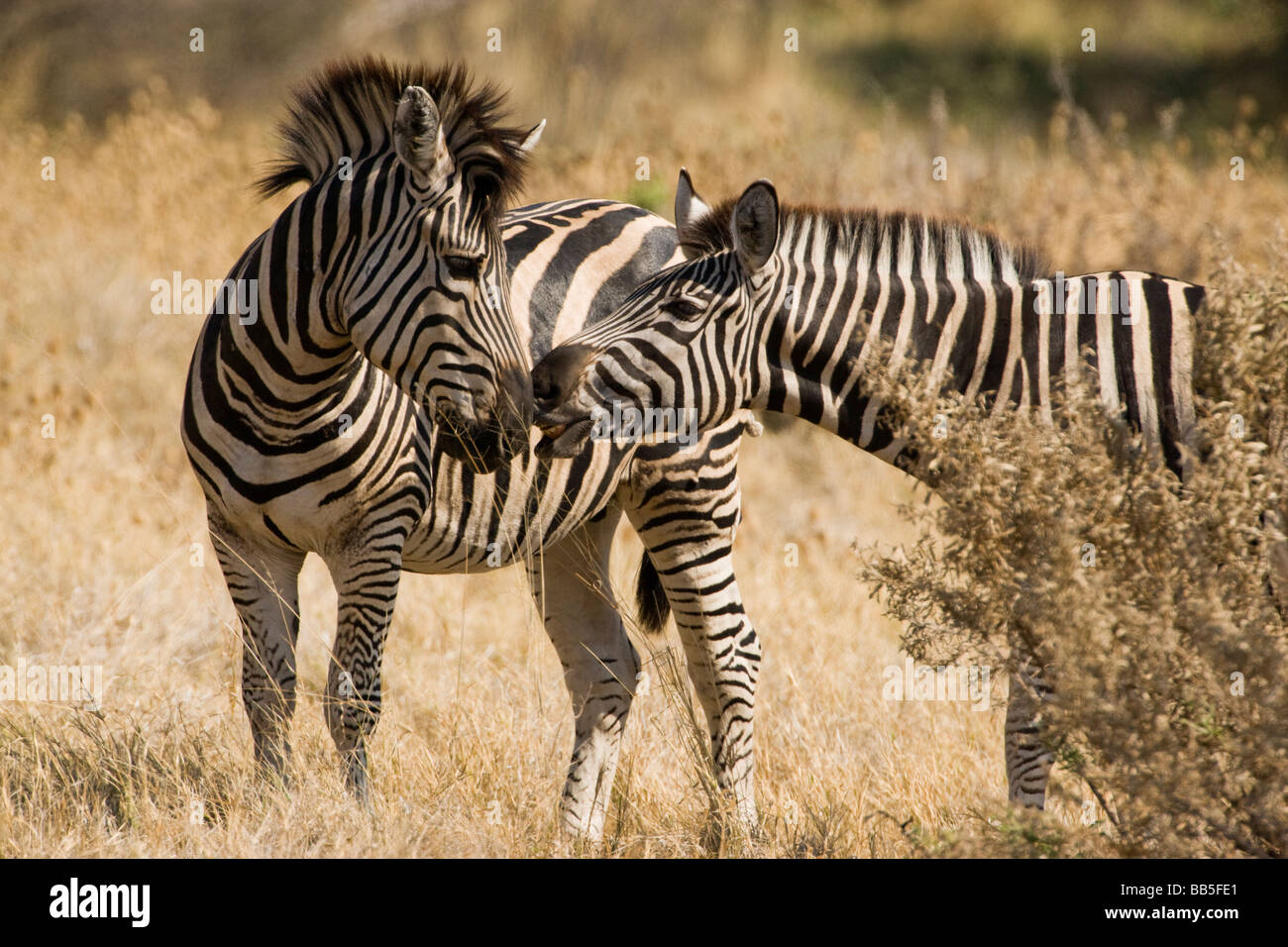 animals kissing