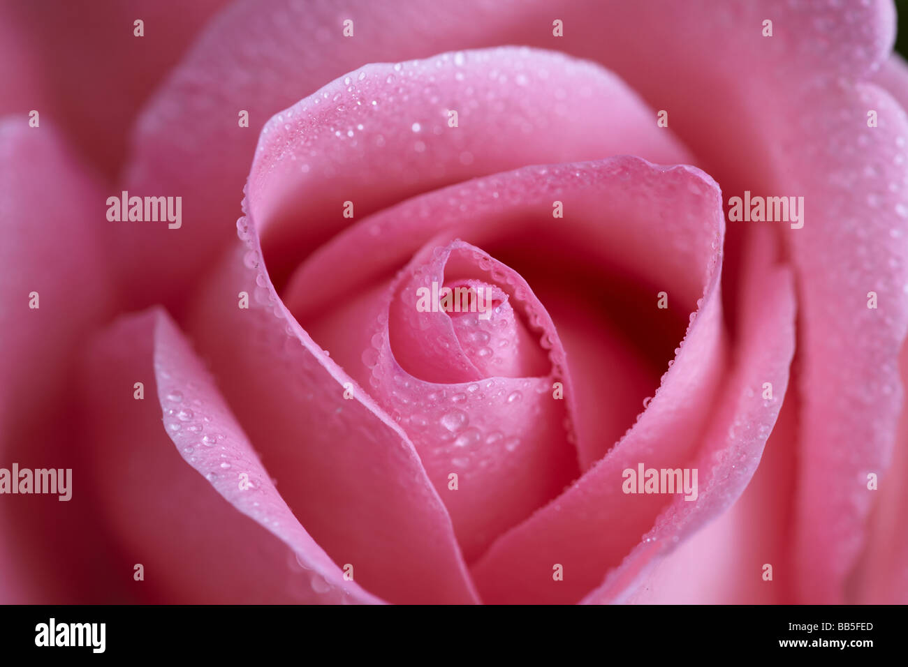 pink rose flower bloom Stock Photo Alamy