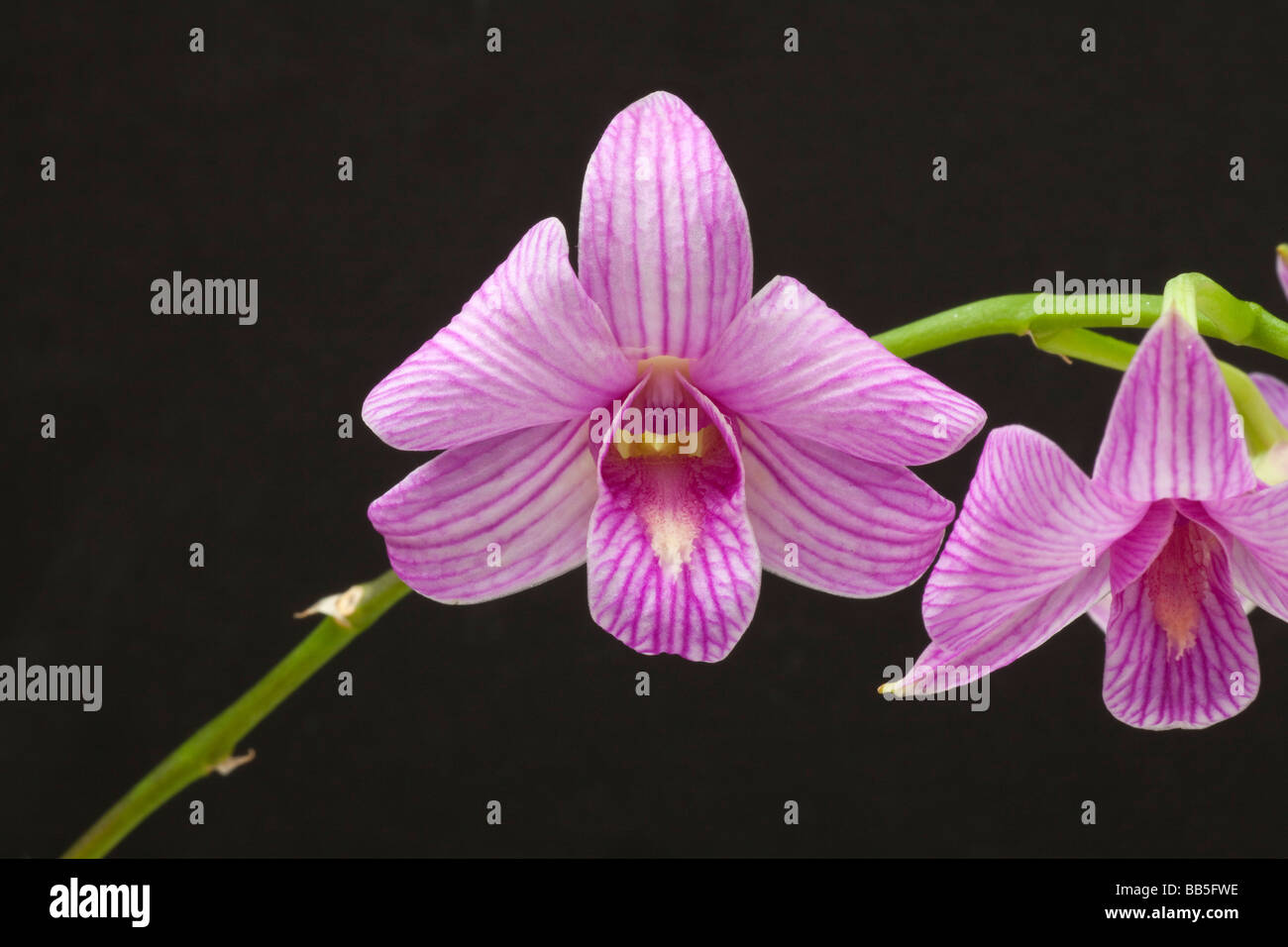Pink orchid, Dendrobium compactum Stock Photo