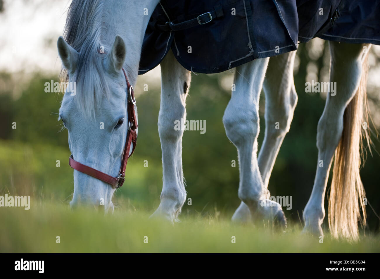 White horse contentedly grazing in meadow wearing a rug and head collar in summertime Stock Photo