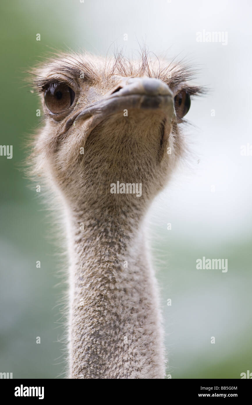 Head of Southern Ostrich - Struthio camelus australis Stock Photo