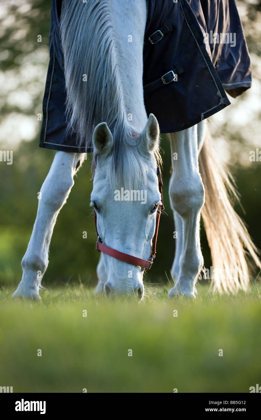 White horse contentedly grazing in meadow wearing a rug and head collar in summertime Stock Photo