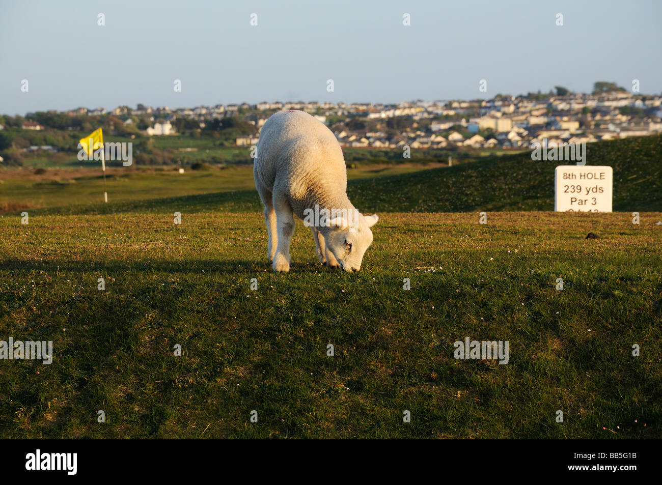Lamb grazing a golf course Stock Photo
