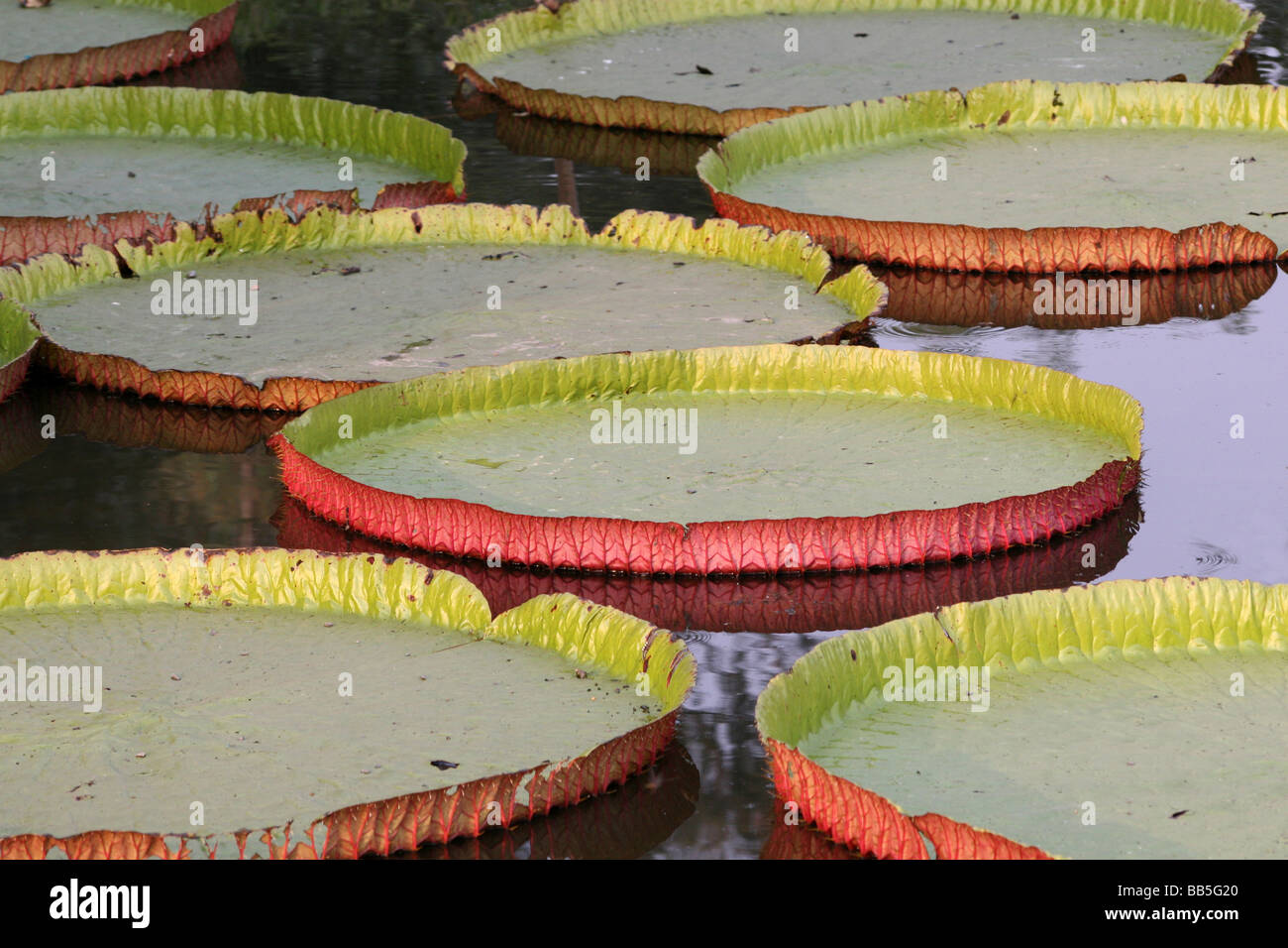 Giant Amazon Water Lily Pads Floating In Pond At the Indian Botanical Gardens, Shibpur, Howrah, Near Kolkata, India Stock Photo
