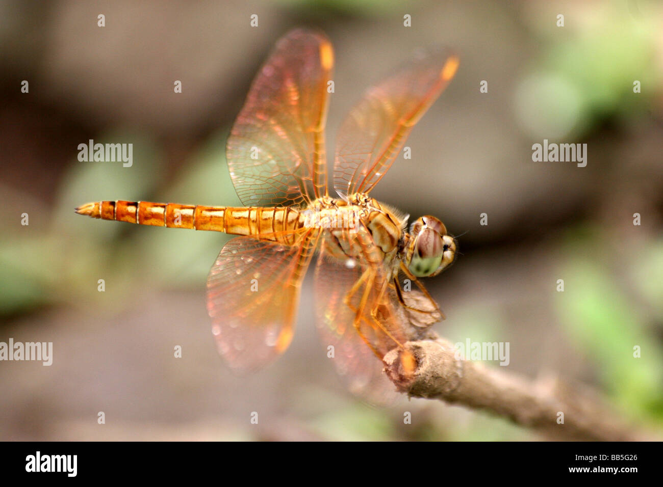 Male Ditch Jewel Brachythemis contaminata Resting On Stem Taken At Nagarhole National Park, Karnataka State, India Stock Photo