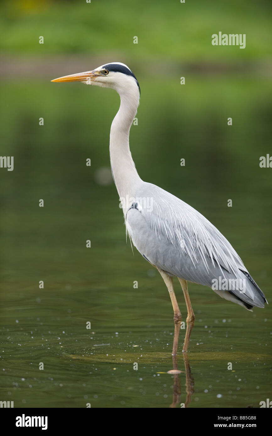 Great blue heron - Ardea herodias Stock Photo