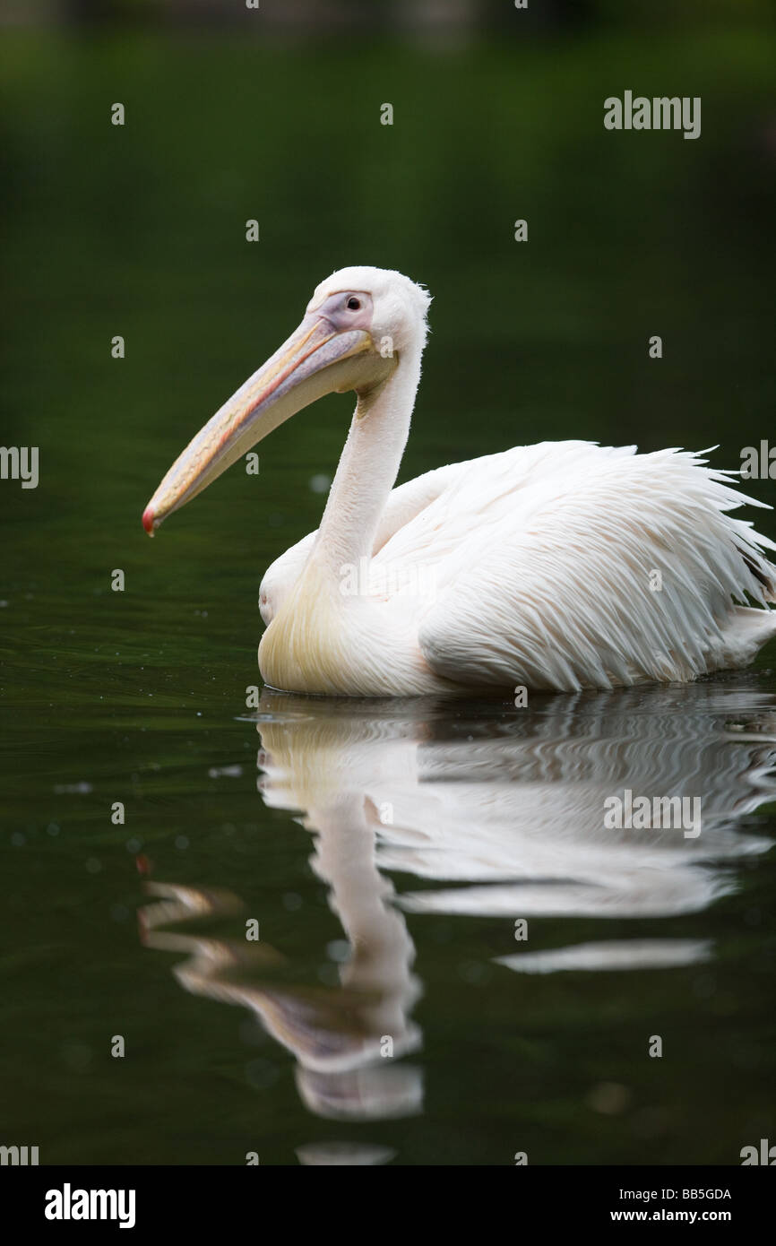 White Pelican - Pelecanus onocrotalus Stock Photo