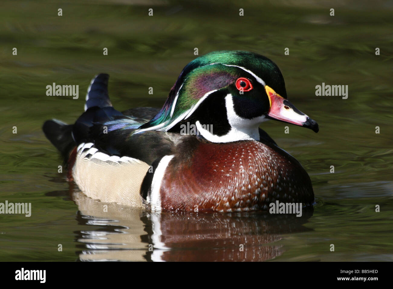 Male Carolina (Wood) Duck Aix sponsa Swimming On Water Taken at Martin