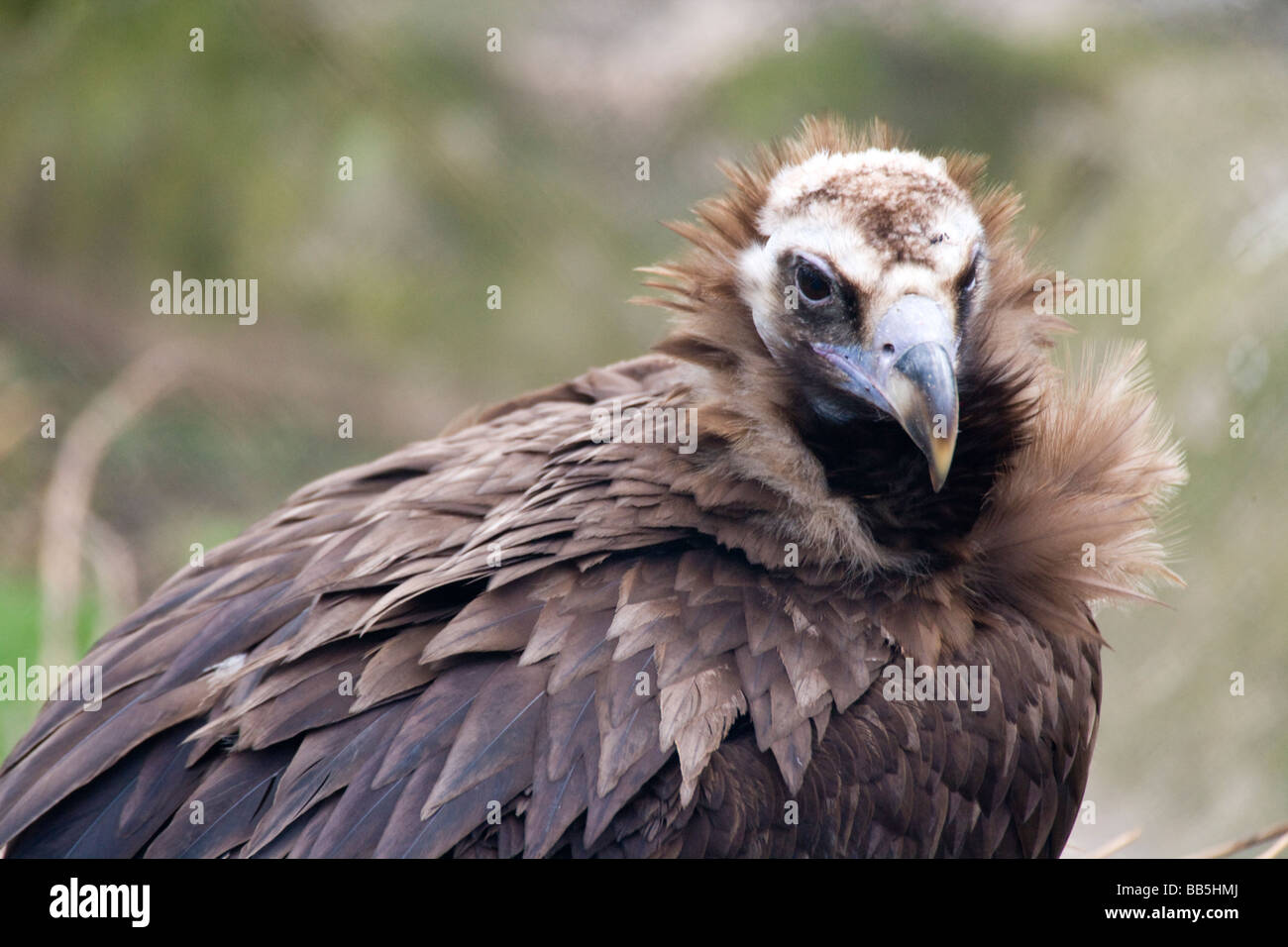 European Black Vulture Stock Photo