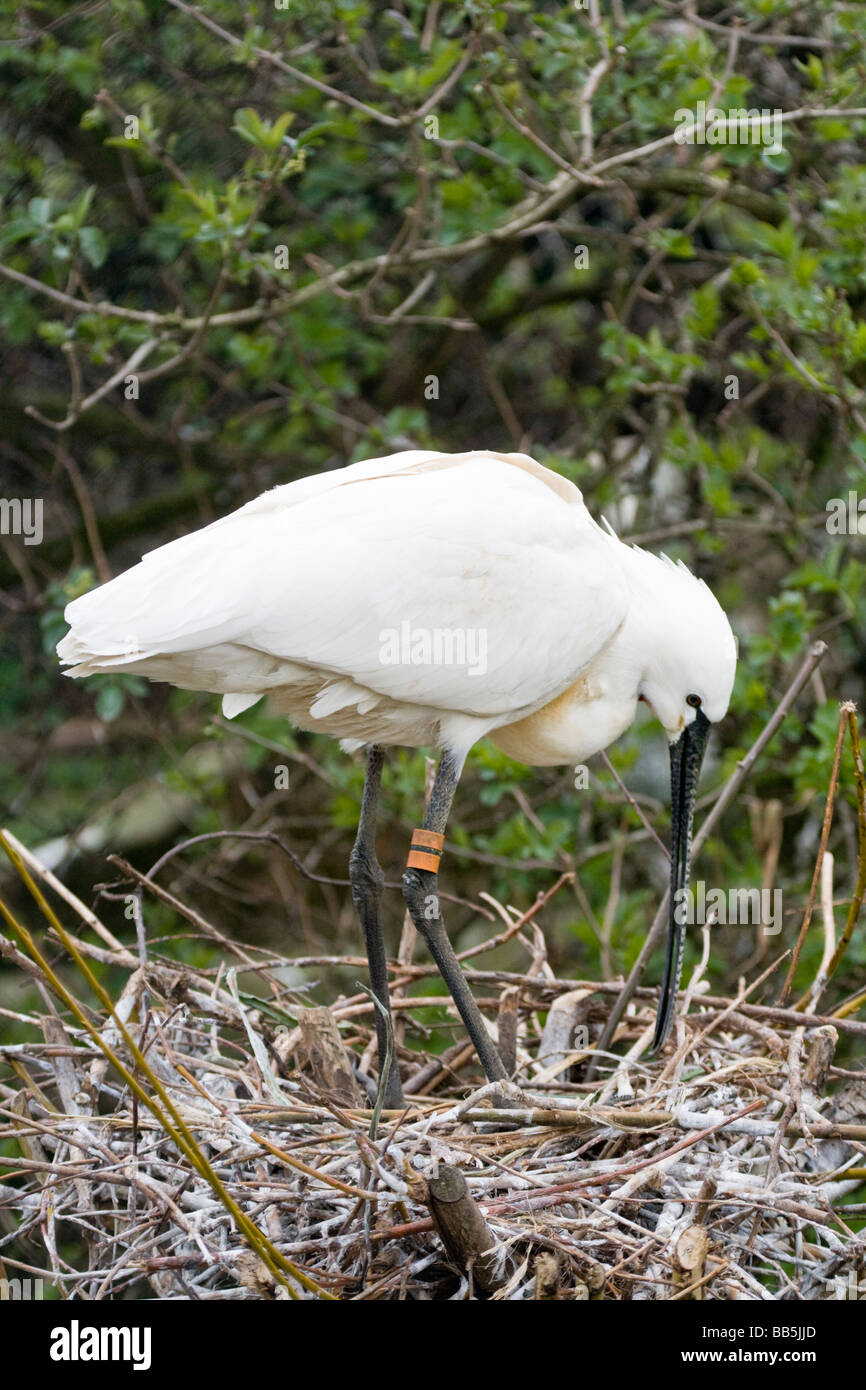 Spoonbill wader hi-res stock photography and images - Alamy