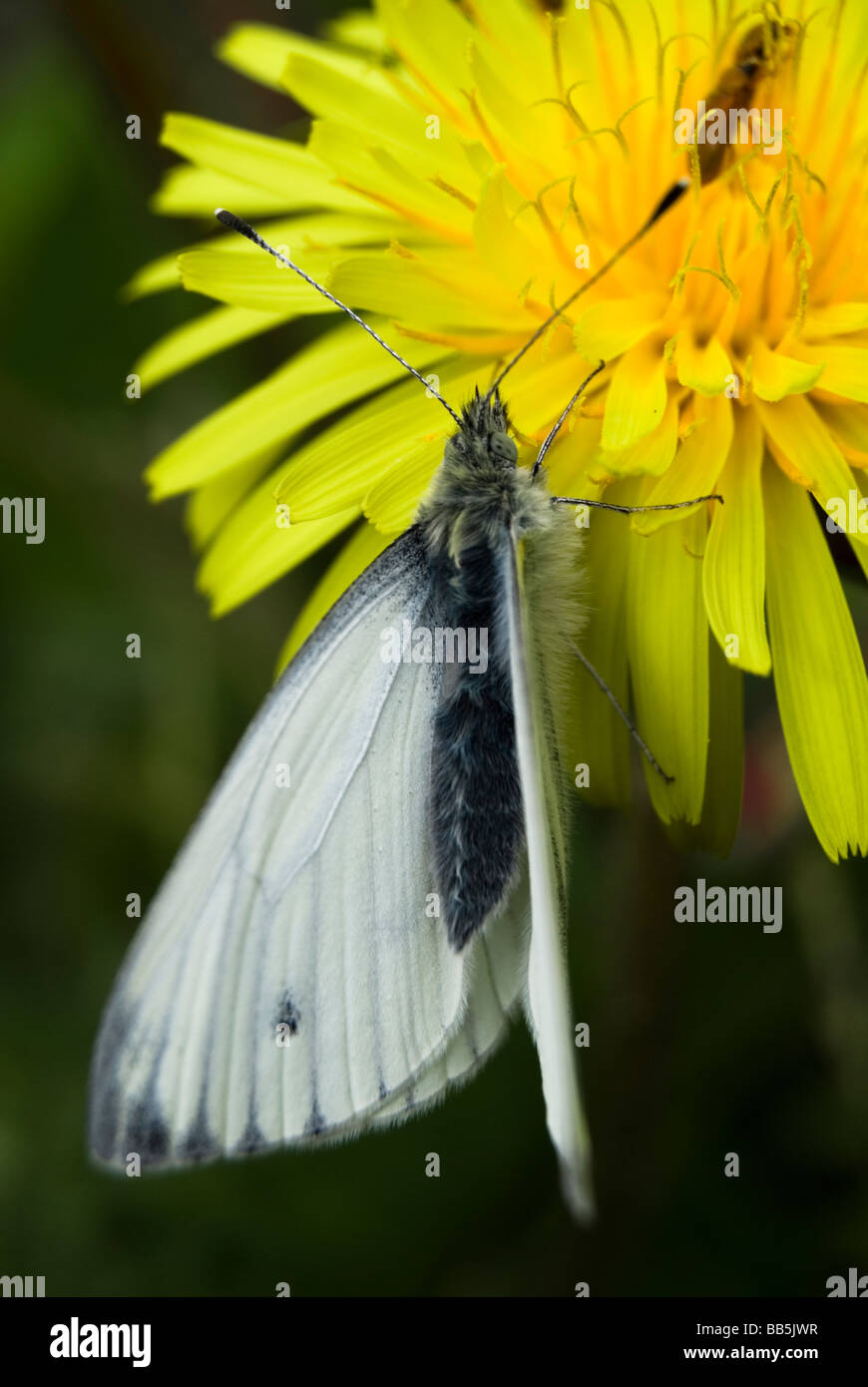 Green-veined white butterfly, Artogeia napi Stock Photo