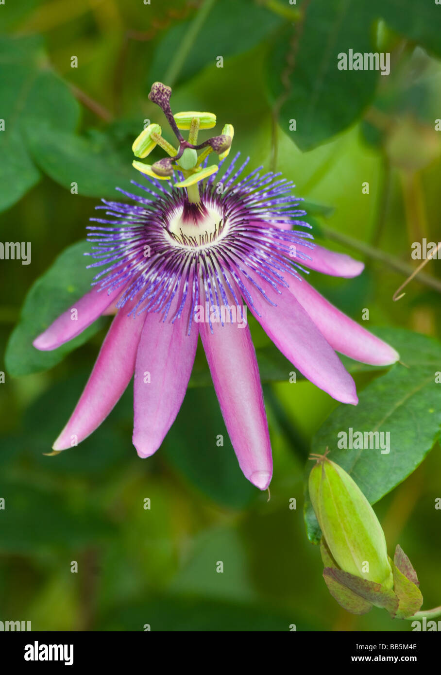 Passion Flower Passiflora Stock Photo - Alamy