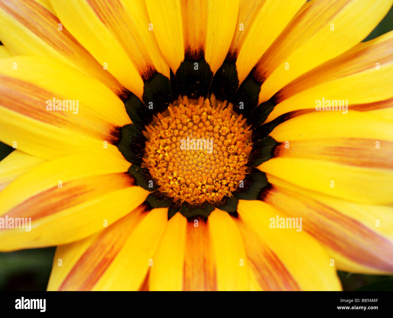 Plants;Flowers;Gazania x hybrida;'Sunshine Mixed'; Centre of a single flower. Stock Photo