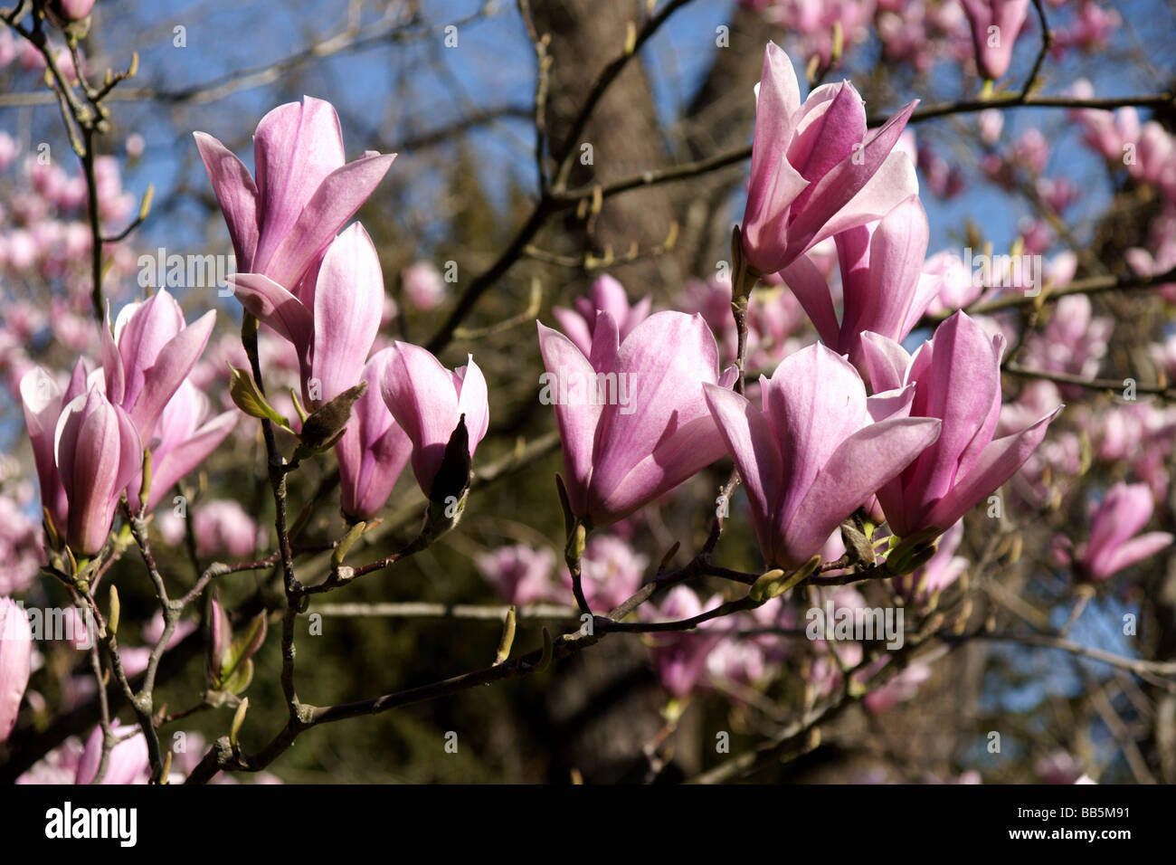 Plants;Trees;Flowering Trees;Magnolia x cv.Casrhays Surprise.Group of flowers. Stock Photo