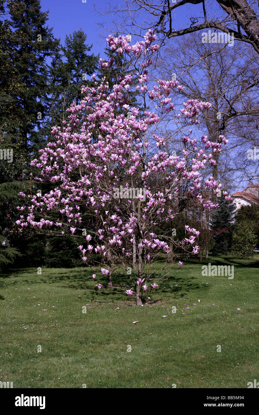 Plants;Trees;Flowering Trees;Magnolia x cv.Casrhays Surprise.Small tree in flower. Stock Photo