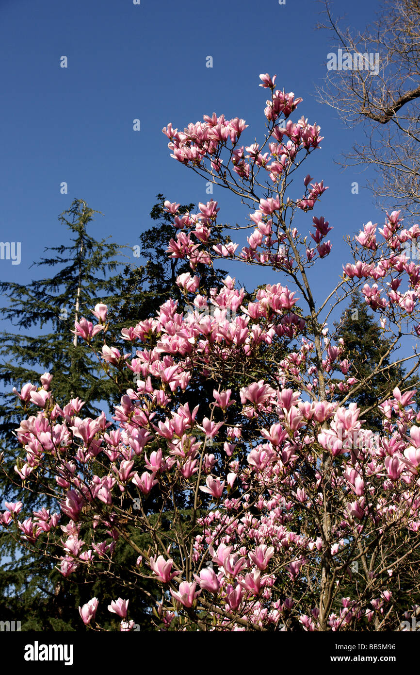 Plants;Trees;Flowering Trees;Magnolia x cv.Casrhays Surprise.Top section of a small tree in flower. Stock Photo