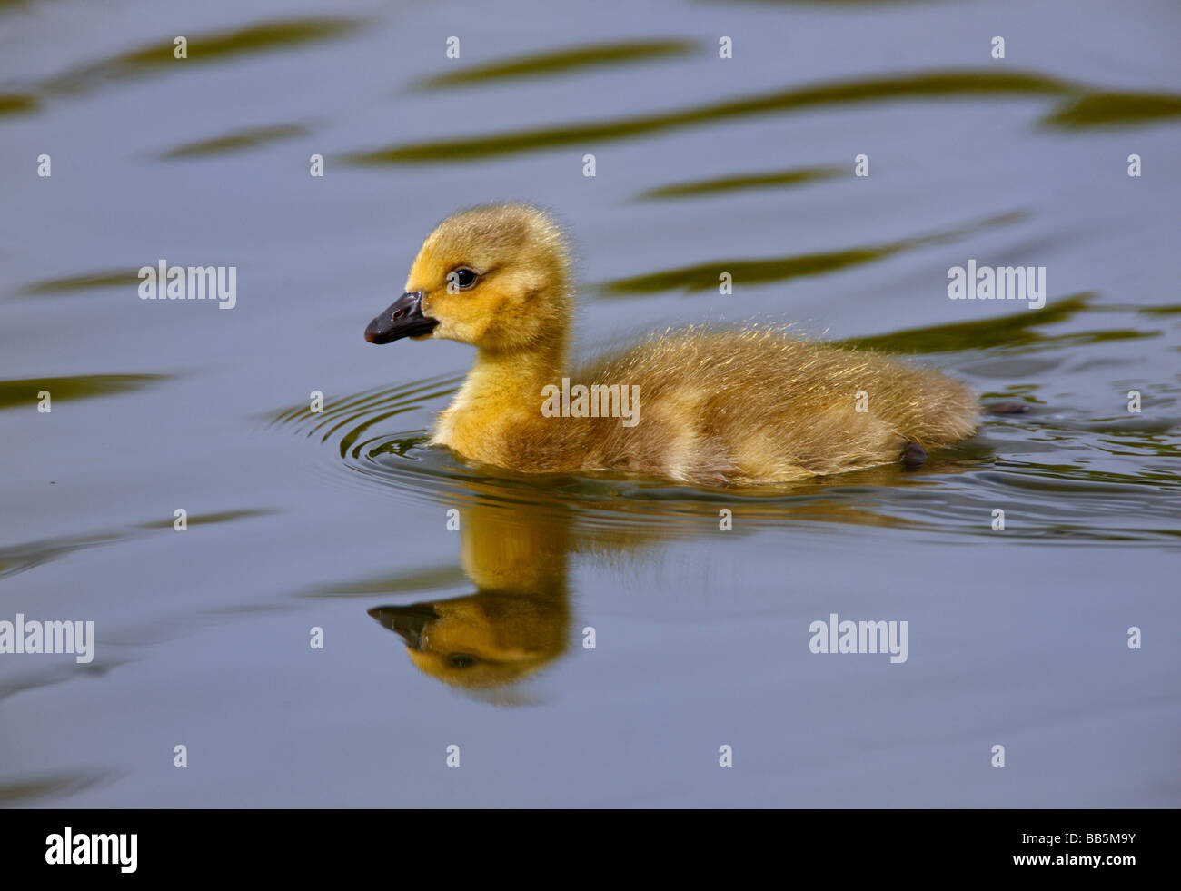 Gosling with reflection Stock Photo