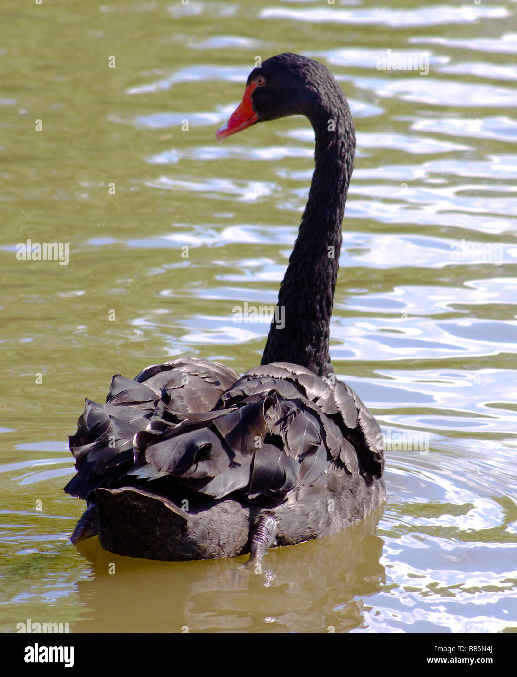 Black swan swimming away from the camera Stock Photo - Alamy