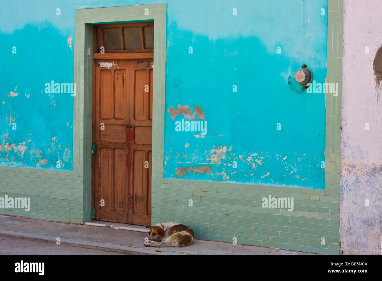 Stray dog by door. Stock Photo