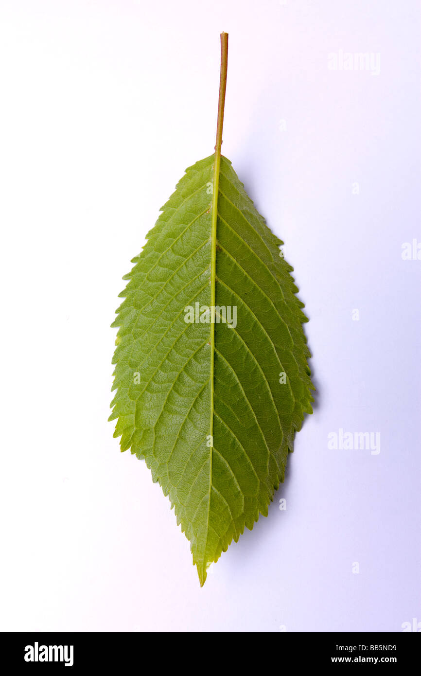 Cherry Tree Leaf Cut out Studio Image Stock Photo