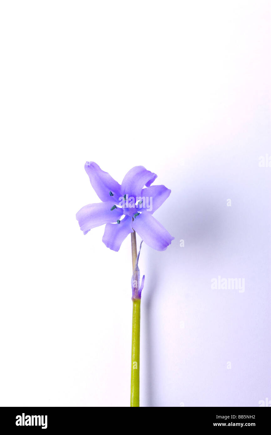 Single Bluebell flower cut out studio Stock Photo