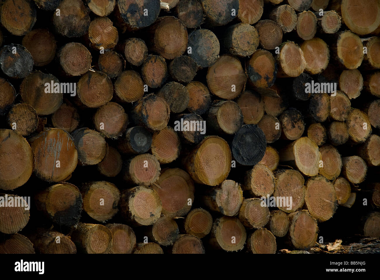 Logs stacked Stock Photo